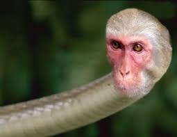 Python Monkey